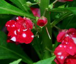 Impatiens Balsamina